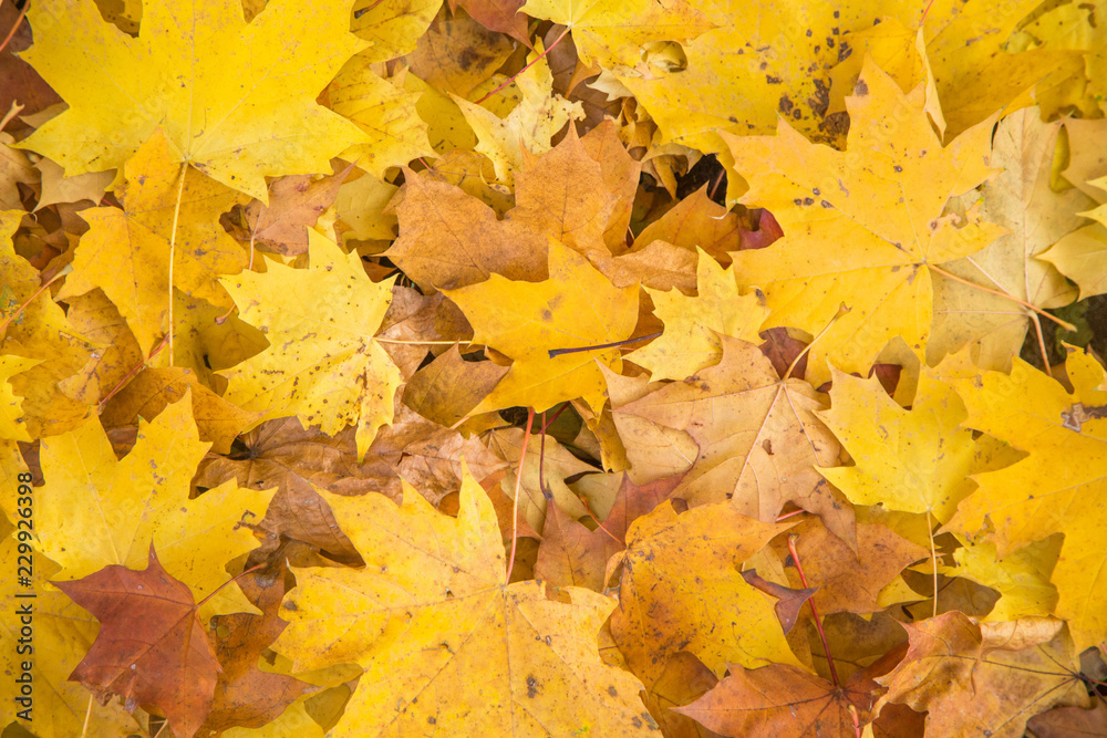 A beautiful autumn pattern of fallen maple tree leaves. Yellow leaves on ground. Riga, Latvia.