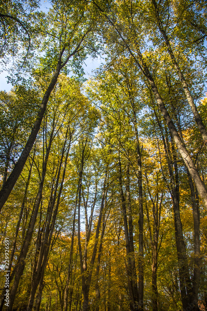 A beautiful autumn trees shot from street level against the sky. Beautiful fall patterns and colors in Riga, Latvia. A beautiful autumn trees shot from street level against the sky. Beautiful fall patterns and colors in Riga, Latvia.