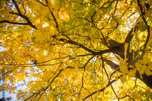 A beautiful autumn trees shot from street level against the sky. Beautiful fall patterns and colors in Riga  Latvia.