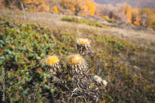 Fototapeta Naklejka Na Ścianę i Meble -  Prickly field plant similar to dandelion close up. Dried seed boxes