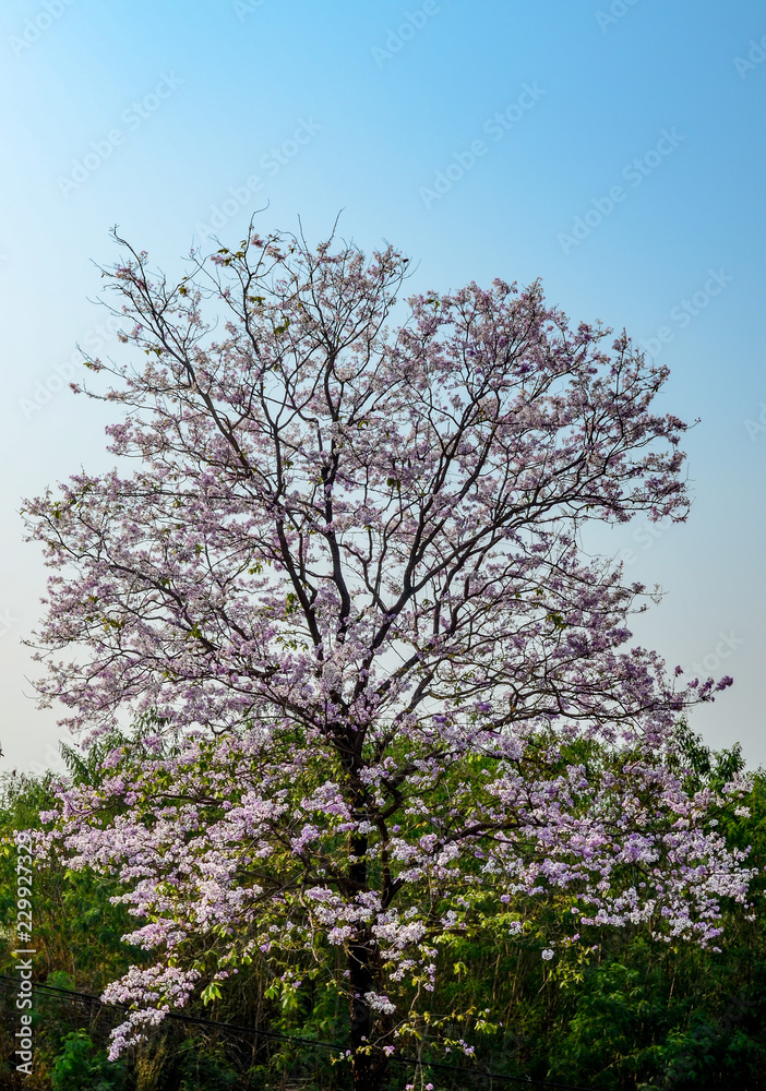 Nice Pink trumpet tree flower on tree Nice Pink trumpet tree flower on tree