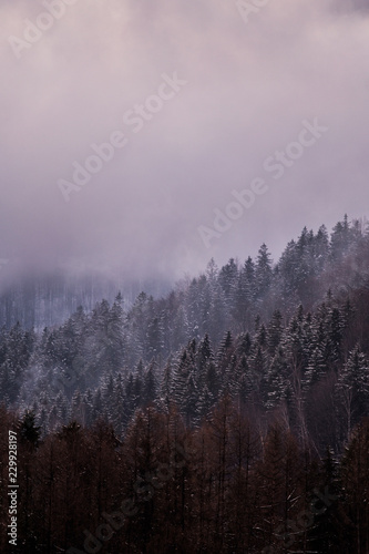 fog © fotokutkowska