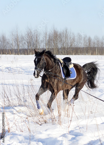 horses in winter, portrait of a black horse galloping through the snow in the fields in the new year