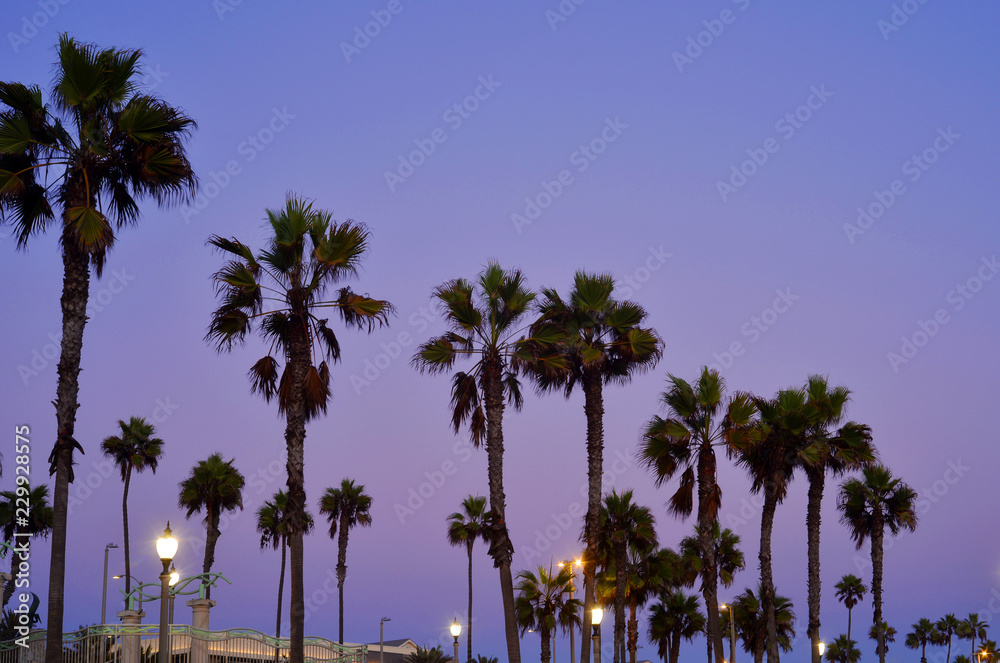 Palm Trees during Nightfall in Los Angeles California USA