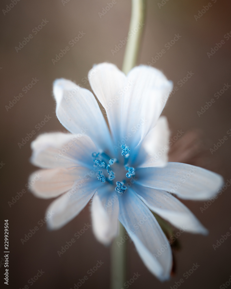 Fototapeta premium weiße Blume