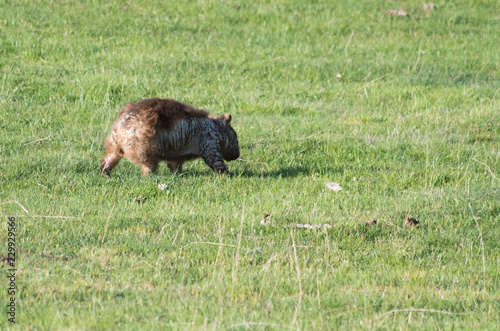 Wombat with bad mange walking around