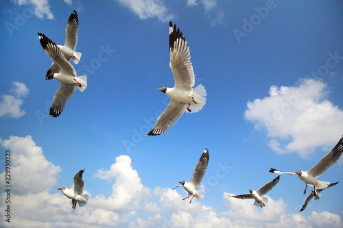 Flock of seagulls flying over the sea.