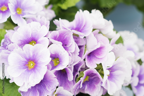 pretty primula  primrose flowers  one of the first flowers in spring