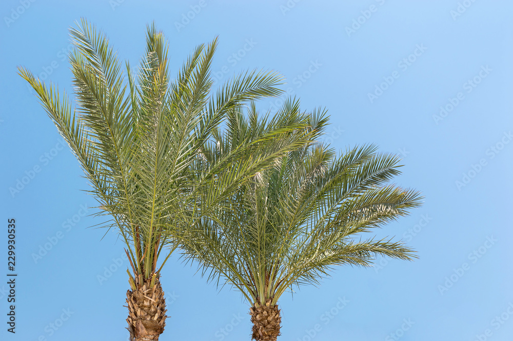 Date palms against blue sky.