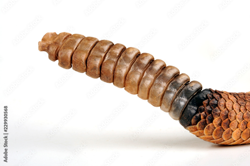 Obraz premium Rassel einer Klapperschlange / rattle of a rattlesnake Gefleckte Klapperschlange (Crotalus mitchellii stephensi) - Panamint Rattlesnake