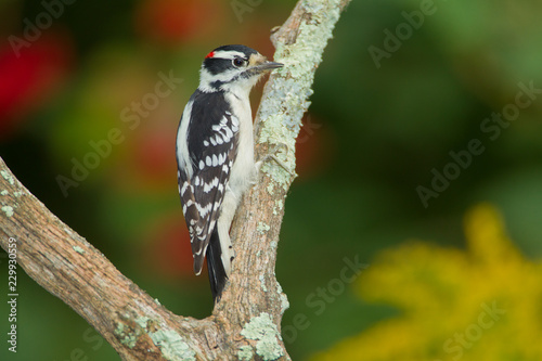 Downy Woodpecker male taken in southern MN in the wild