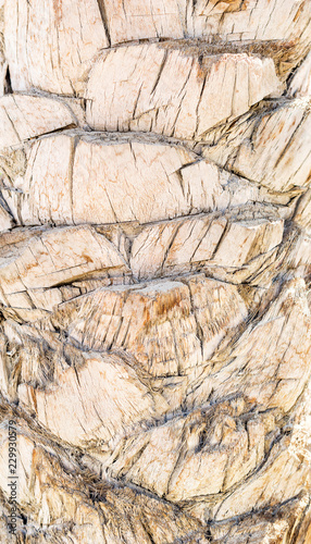 Texture of palm bark. Close up.