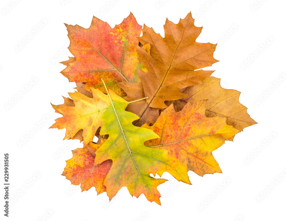 Heap of colorful autumn leaves isolated on white. Top view. Heap of colorful autumn leaves isolated on white. Top view.