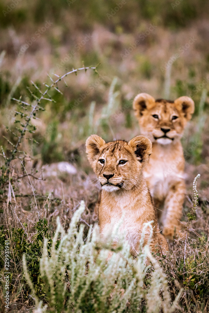 lion cubs playing