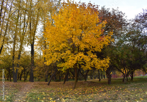 Yellow tree in the Park.