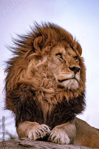 portrait of a lion