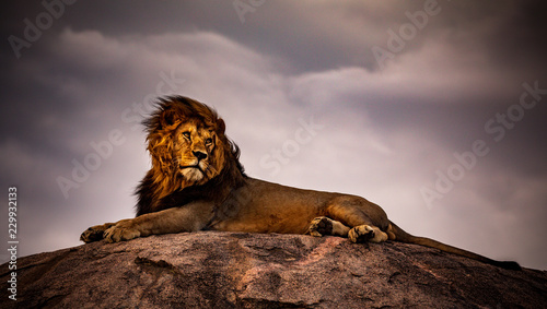 Fényképezés lion on a background of blue sky