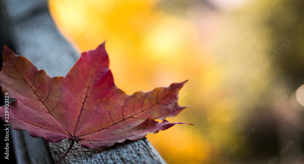 Obraz premium Autumn background with red mapl leaf. Autumn concept. Golden autumn.