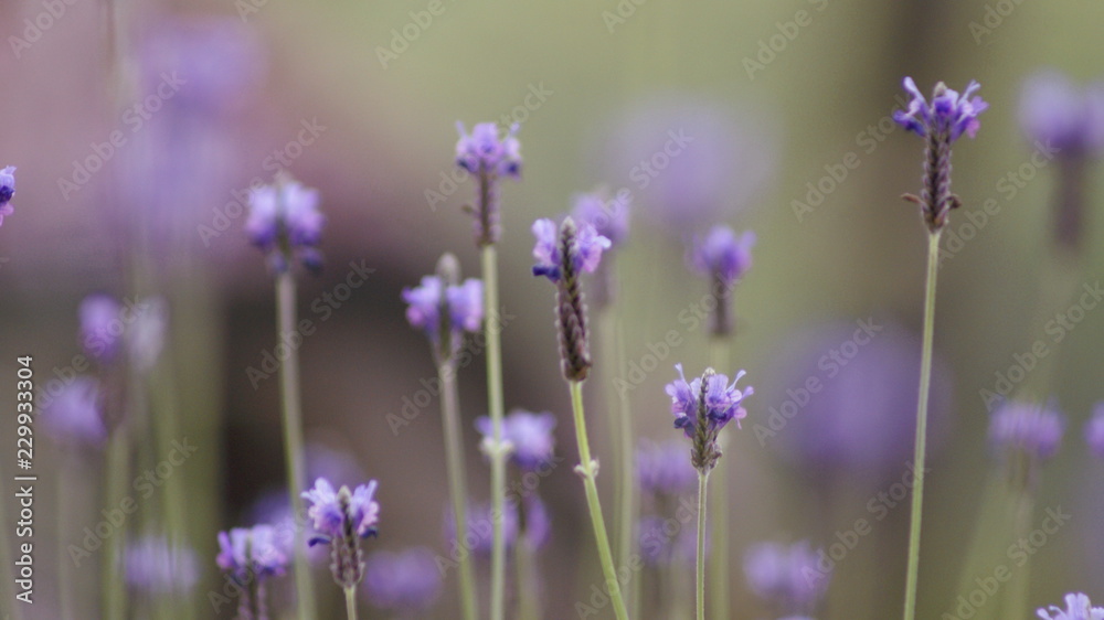 Obraz premium Selective focus picture of lavender flowers landscape close up abstract soft focus natural background