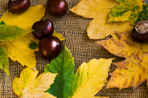 Autumn bgackground for text with leaves and chestnuts. Vintage autumn background. Space for text.