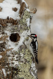 Downy Woodpecker at cavity taken in central MN