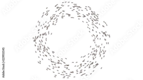 Big school of ants.