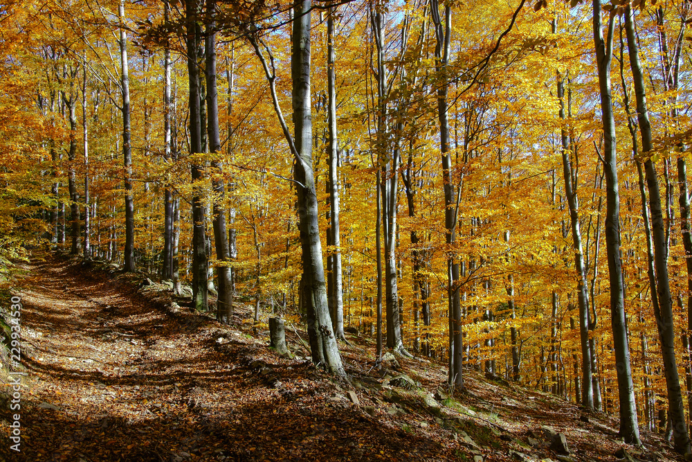 Obraz premium jesień beskid maly