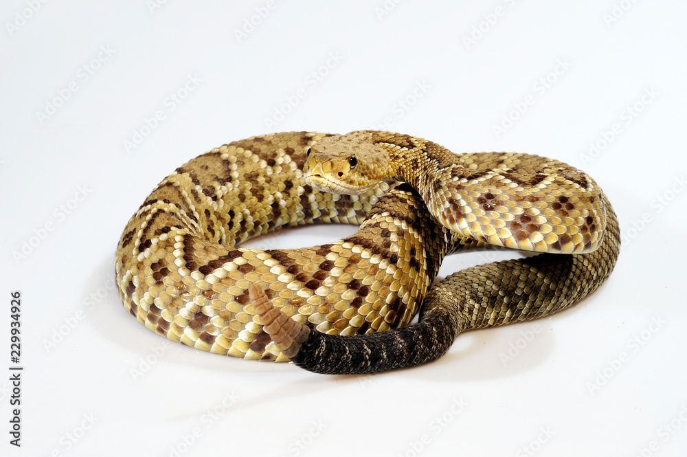 Obraz premium Basilisken-Klapperschlange (Crotalus basiliscus) - Mexican west coast rattlesnake