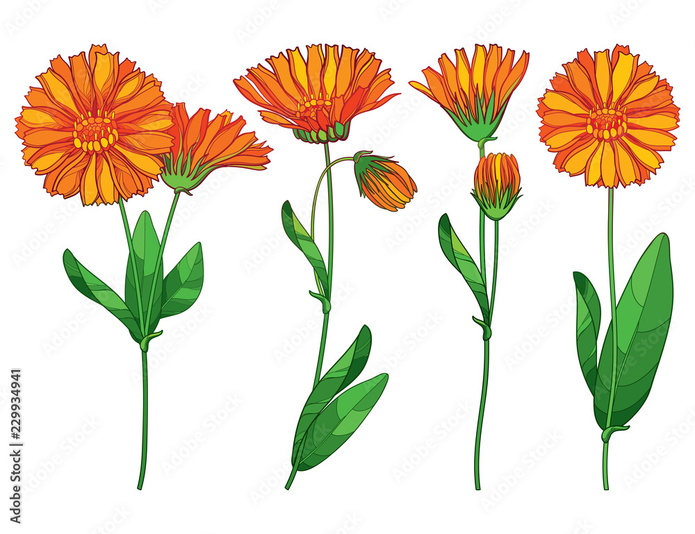 Vector set with outline Calendula officinalis or pot marigold, bud, ornate green leaf and orange flower bunch isolated on white background. Contour medicinal plant Calendula for herbal design.