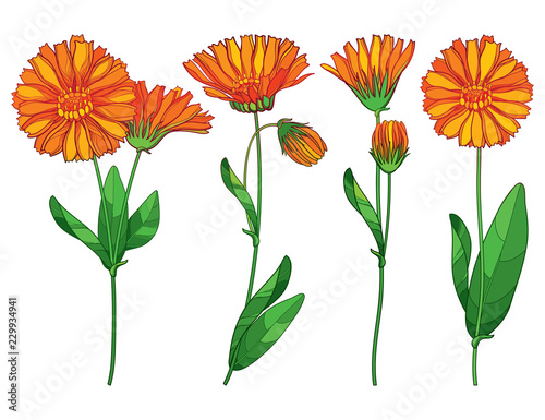Vector set with outline Calendula officinalis or pot marigold, bud, ornate green leaf and orange flower bunch isolated on white background. Contour medicinal plant Calendula for herbal design.