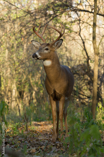 White-tailed Deer buck in rut © Stan