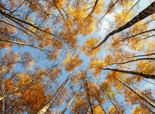 beautiful natural landscape with a view from below on trunks and tops of birc...