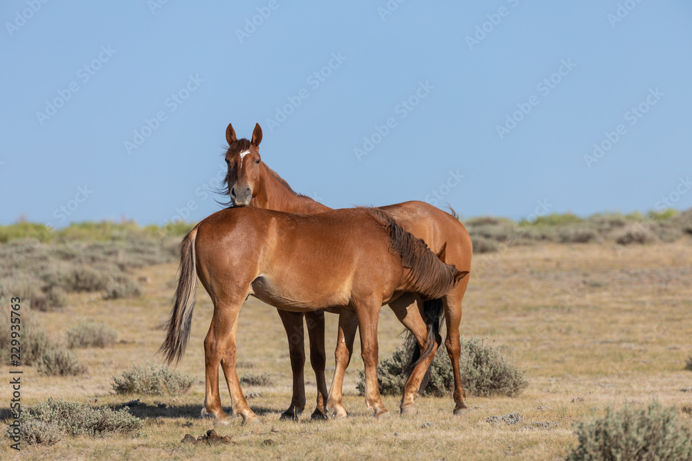Wild Horse Mare and Foal Wild Horse Mare and Foal