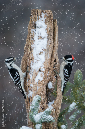 Fotografía Downy Woodpecker male and female in snow taken in central MN