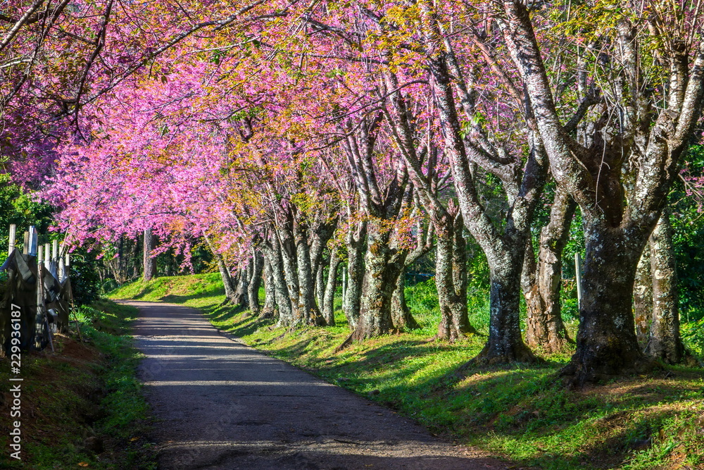 The road is covered with trees.Cherry blossoms are blooming in northern Thailand. Sakura bloom at Khun Wang Chiang Mai.
