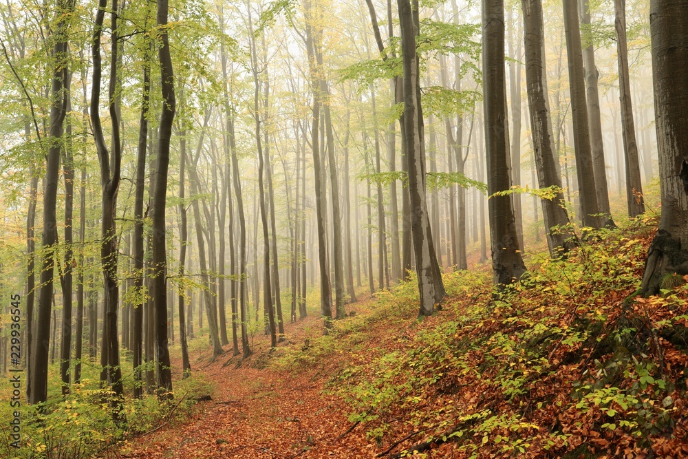 Obraz premium Path through an autumn beech forest