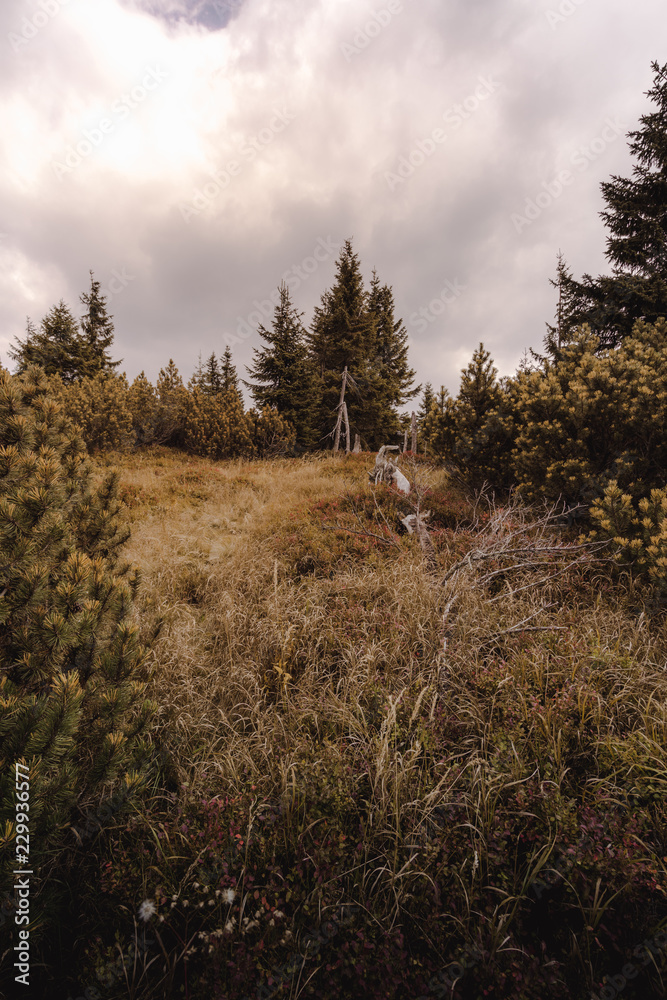 Scrubs, trees and bushes growing on the steep side of the mountain. Scrubs, trees and bushes growing on the steep side of the mountain.