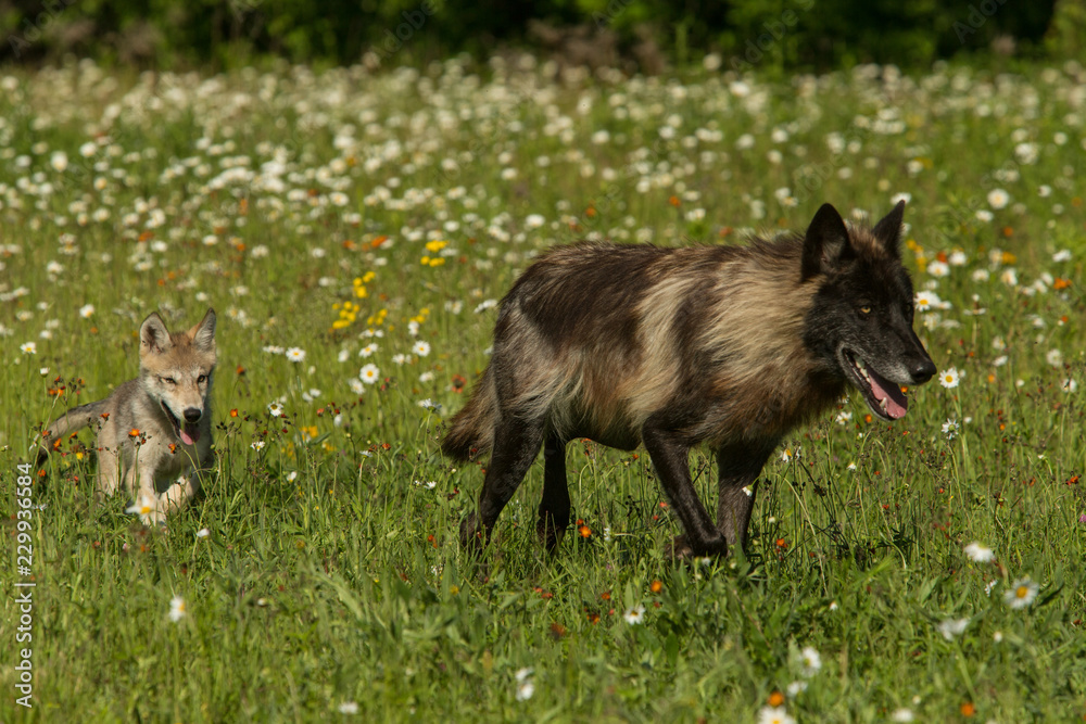 Gray Wolf adult and pup taken in central MN under controlled conditions Gray Wolf adult and pup taken in central MN under controlled conditions