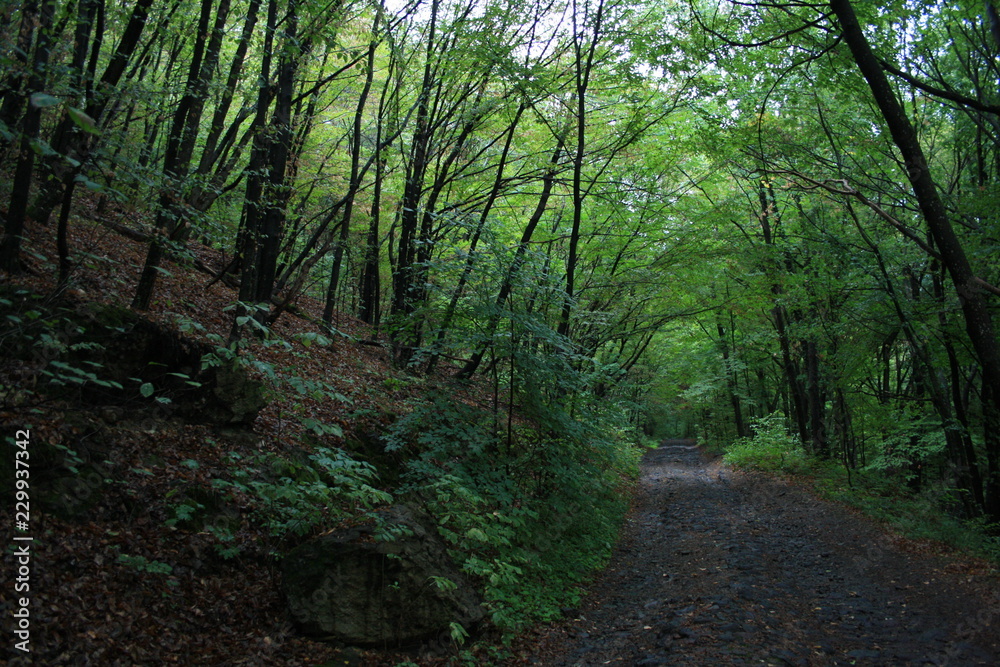 Fototapeta premium path in the forest