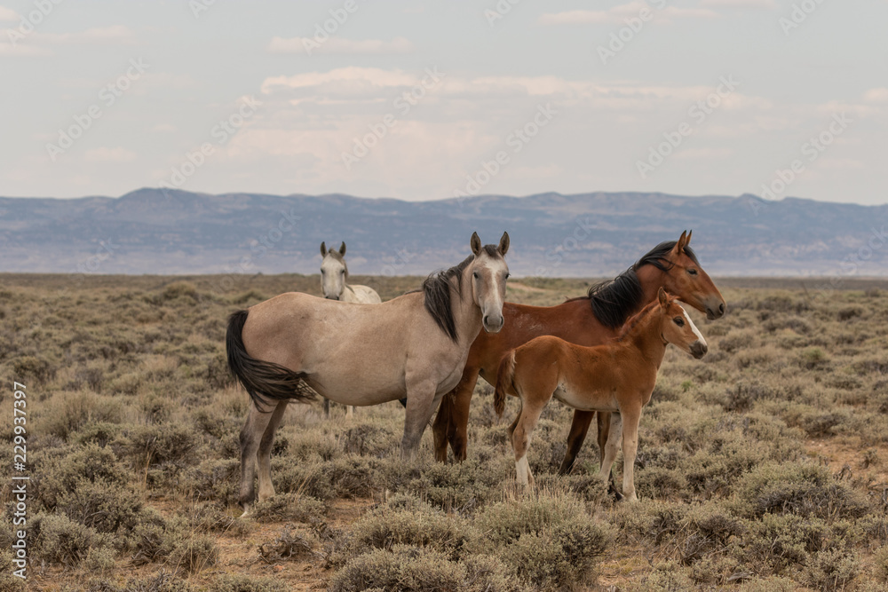 Fototapeta premium Wild Horse Mare and Foal