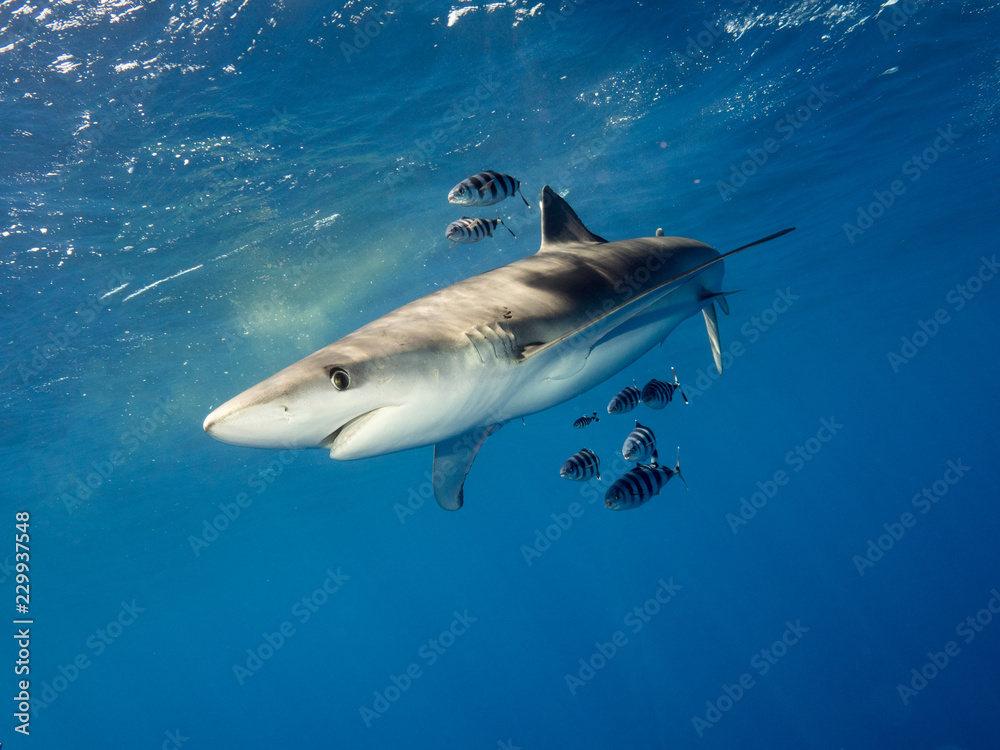 Fototapeta premium Blauhai