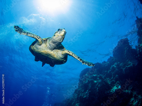 Schildkröte im Roten Meer in Ägypten