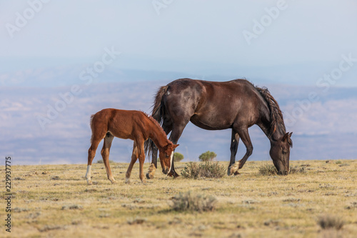 Wild Horse Mare and Foal © natureguy