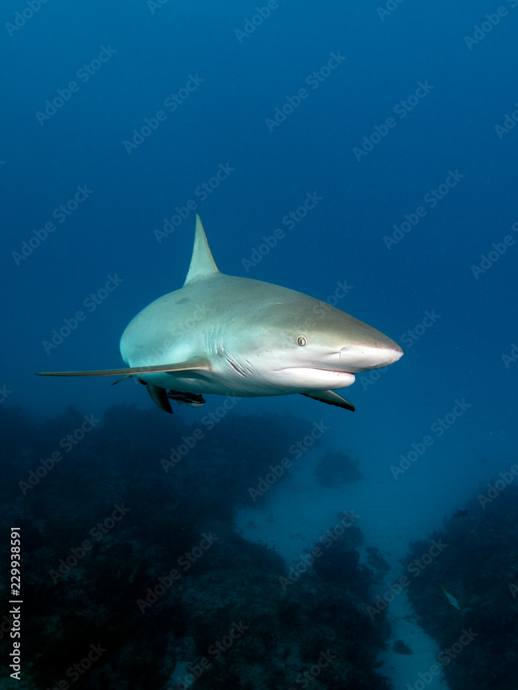 Naklejka premium Riffhai