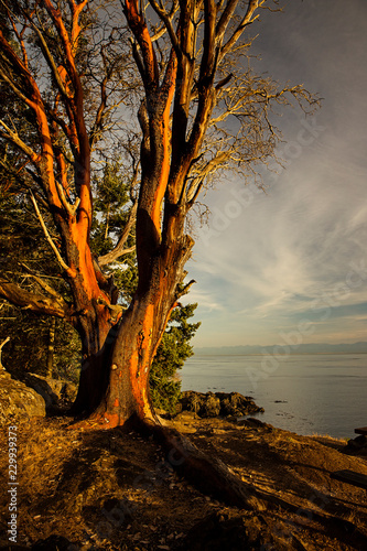 The Pacific Madrone glows in the evening light