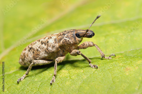 Beetle weevil runs on a green leaf in the grass. 