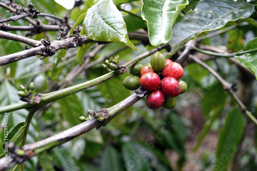 Ripe and raw robusta coffee seeds in a coffee plantation in Central Vietnam.