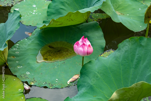 agua y flor, hermoso lugar photo