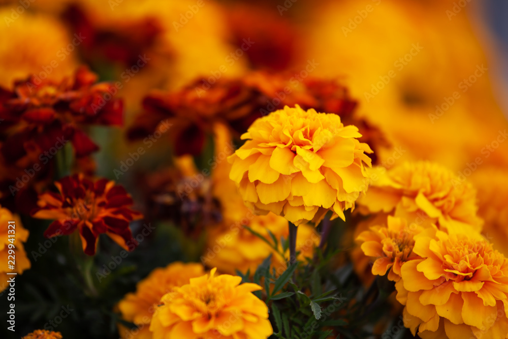 Marigold selective focus. Wallpaper Marigold selective focus. Wallpaper