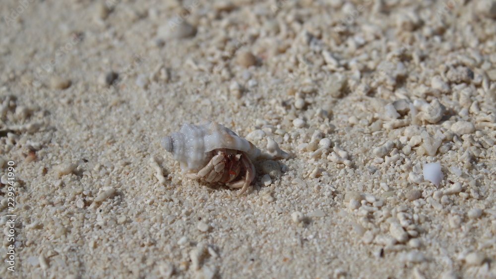 Hermit crab Maldives